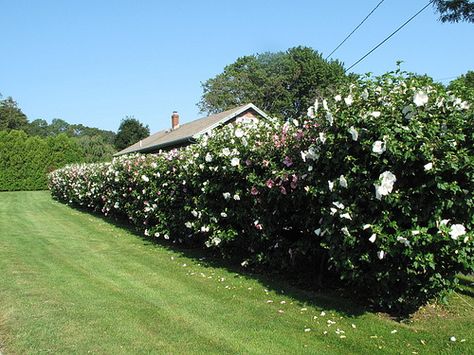 ROSE OF SHARON HEDGE | Awesome Rose of Sharon hedge Rose Of Sharon Hedge Fence, Rose Of Sharon Hedge, Hedge Fence, Fence Plants, Privacy Hedge, Green Fence, Small Fence, Natural Fence, Garden Fence Panels