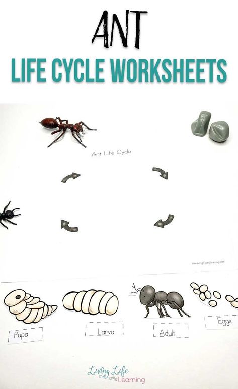 Do your kids love bugs and insects? Get to know the different life stages of ants with these cute ant life cycle worksheets. How many parts of the ant can you name?#Ants #lifecycles #Livinglifeandlearning Ant Life Cycle Craft, Ant Activities Kindergarten, Ant Kindergarten, Ant Worksheet, Life Cycle Of An Ant, Ant Life Cycle, Ants Activities, Kindergarten Science Activities, Animal Life Cycles