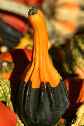 How to Preserve Decorative Gourds. Gourds are among the oldest of cultivated plants, dating back to 2200 B.C. They were commonly preserved and used as containers or carved into scoops. Gourds today are grown in a variety of types and sizes from small ornamental gourds to large birdhouse gourds. When correctly harvested and preserved, gourds dry out... Drying Gourds Diy, Gourds Crafts Projects, Decorating With Gourds, Drying Gourds, How To Dry Gourds, Fall Festival Activities, Gourds Diy, Dried Gourds, Large Bird Houses