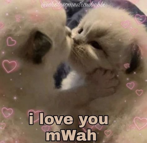 Love You Cute Pictures, Byeeeee Funny, Cats I Love You, Imma Touch You, Love Memes Cute, I Miss You Cute Pics, I Love You Cat, Cute Reaction Pics, Me And You