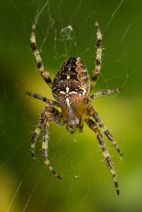 Cross or Garden Spider (Araneaus diadematus) | Ron Winkler | Flickr Spiders Aesthetic, Spiders Astethic, Garden Spider Tattoo, Australia Spider Season, Cross Orb Weaver Spider, Spider Photo, Spider Illustration, Arachnids Spiders, Idea Generation