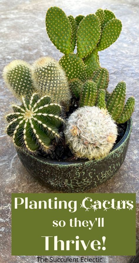 Cacti Display Ideas, Cacti Planter Ideas, Cacti Arrangement Planters, How To Display Cactus Plants, Cactus Dish Garden Ideas, Diy Cactus Planter Ideas, Cactus Mini Garden, Planting Cactus In Pots, How To Repot A Cactus