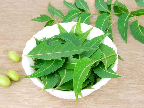 How To Use Neen Leaves For Dandruff Neem Leaves, Home Remedies For Dandruff, Orang India, Cucumber Face Mask, Neem Powder, Cucumber For Face, Dandruff Remedy, Getting Rid Of Dandruff, Candida Albicans