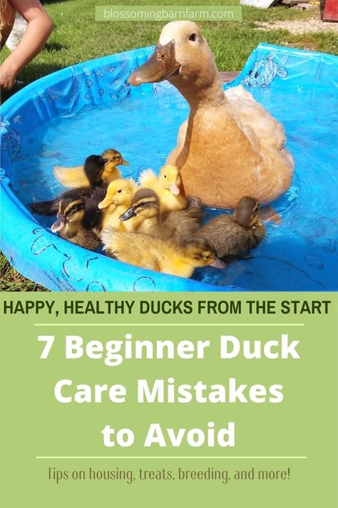 Ducks And Chickens Living Together, Ducks And Chickens Together Coop, Raise Ducks For Beginners, Keeping Ducks Cool In Summer, Duckling Enclosure Ideas, How To Build A Duck Coop, Duck Hacks Diy, Cheap Duck House Easy Diy, Chicken And Duck Waterer Diy