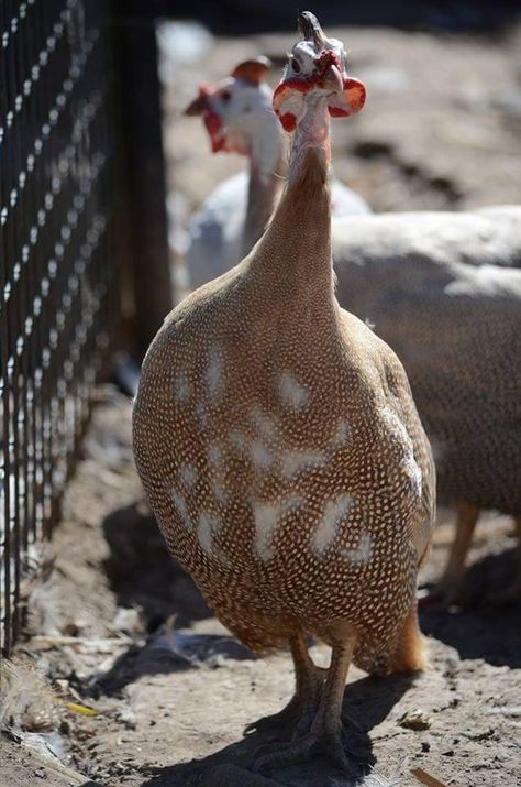 Guinea Fowl, Celebrity Couples, Rustic Country, Farm Life, Beautiful Birds, Animals Beautiful, Birds, Animals