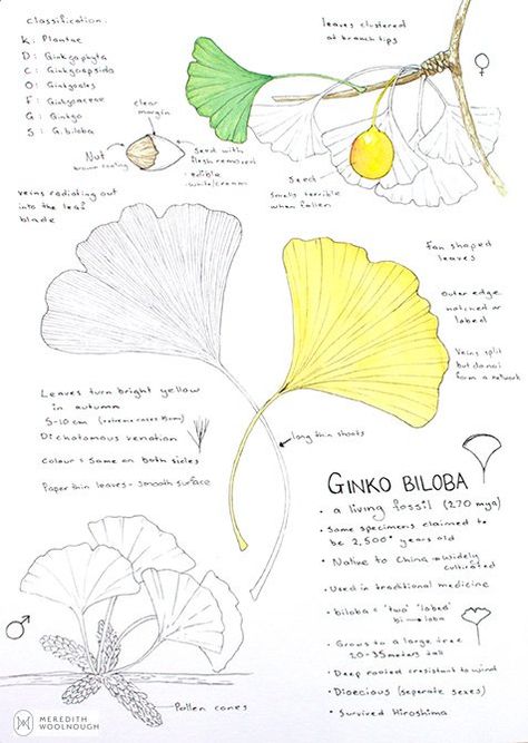 Ginko Watercolor, Ginko Leaf Design, Ginko Pattern, Ginkgo Tattoo, Ginkgo Branch, Meredith Woolnough, Ginkgo Design, Ginkgo Art, Ginko Leaves