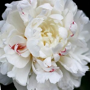 Paeonia Lactiflora, Southern Garden, Peonies Garden, Garden Show, White Peonies, Plant Supports, Types Of Flowers, Beautiful Blooms, Spring Garden