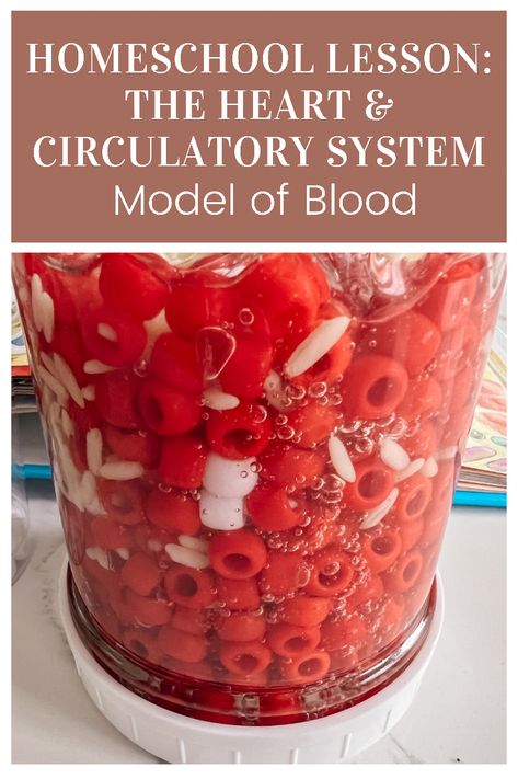 The lesson includes several activities, including this “model of blood,” related to learning about the heart and circulatory system. Circulatory System Experiment, Circulatory System Kindergarten, The Circulatory Story Activities, Heart Science Experiments, Healthy Heart Crafts For Preschoolers, Circulatory System Activities For Kids, Blood Projects For Kids, Heart Science Project For Kids, Heart Experiment For Kids