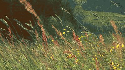 Meadow Garden, Anime Gifs, Nature Gif, Aesthetic Gif, Mother Nature, Gif, In This Moment, Tumblr, Yellow