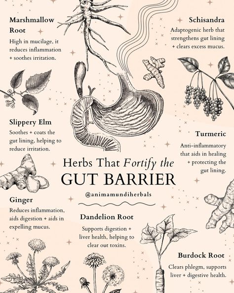 Want the KEY 🔑 to unlocking immune protection for your body?🛡️ Two words: Gut Barrier. Did you know your 30-foot gastrointestinal tract interacts with everything from food to environmental toxins? The gut barrier is a pivotal defense system crucial for nutrient absorption and protection against pathogens. It comprises biological, immune, and mechanical defenses, essential for overall health. Causes of a ‘Leaky’ Gut Barrier: ⚠️ Chronic Stress + Inflammation ⚠️ Overuse of Antibiotics or ... Healing The Gut, Digestive Herbs, Gastrointestinal Tract, Magia Das Ervas, Magic Herbs, Slippery Elm, Marshmallow Root, Adaptogenic Herbs, Health Heal