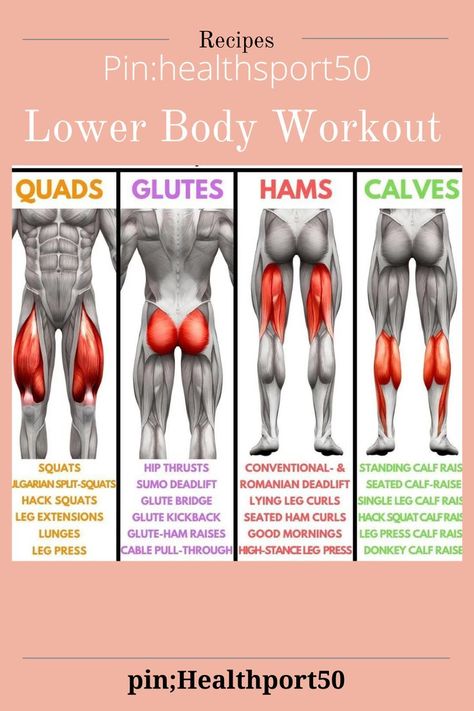 Lower Body Muscles Anatomy, Glute Day Exercises, Leg Muscle Strengthening Exercises, Dumbell Leg Exercises, Leg Day Muscle Groups, Which Exercises Work Which Muscles, Increase Thigh Muscles, Body Group Workout Plan, Different Leg Muscles