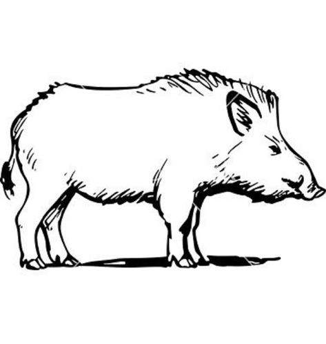 Wild Boar Drawing, Emboar Pokemon, Boar Drawing, Wild Pig, Pig Drawing, Wild Hog, Pig Illustration, Hunting Art, Nordic Tattoo