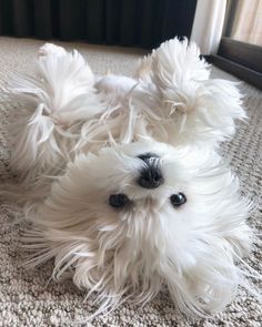 (@cute_maltese_do Maltese Puppies, Maltese Puppy, Maltese Dogs, White Dog, Cute Pets, Maltese, Cuteness Overload, Dogs Puppies, Shih Tzu