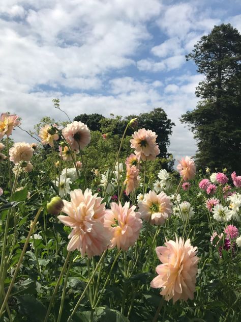 Fashion Collection, Pink Flowers, Dandelion, Plants, Flowers, Pink