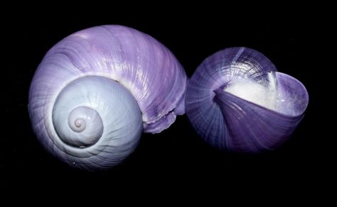 Janthina janthina, Australia Purple Seashell, Siren Aesthetic, She Sells Seashells, Snail Shell, Natural Phenomena, Sealife, Conch, Sea Creatures, Sea Life