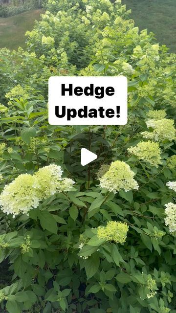 All the Gardening Things on Instagram: "2 hedges - Limelight and Little Quick Fire!!!!  #garden #gardening #hydrangea #hydrangeas #hydrangeaheaven #hydrangealove #hydrangeasofinstagram #gardenlove #gardendesign" Hydrangea Hedge Front Yards, Limelight Hydrangea Hedge, Little Limelight Hydrangea, Limelight Hydrangea Landscaping, Firelight Hydrangea, Hydrangea Hedge, Hydrangea Limelight, Hedges Landscaping, Hydrangea Landscaping