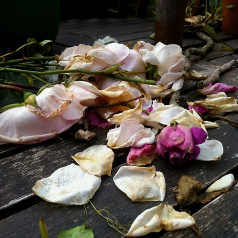 Rotten Flowers, Intj Aesthetic, Wilting Flowers, Fallen Flowers, Decay Photography, Fallen Petals, Flower References, Cinderella Characters, Diy Centerpiece