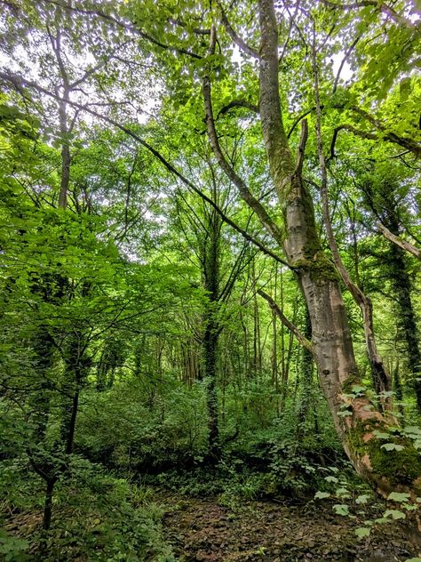 Hunting Land, Human Anatomy Art, Anatomy Art, Hunting Fishing, Yorkshire, Hunting, Trees, Forest