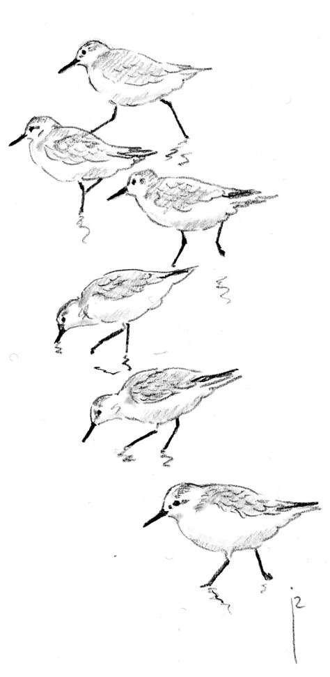 Sea Bird Illustration, Piping Plover Tattoo, Shorebird Tattoo, Sand Piper Tattoo, Sandpiper Drawing, Sandpiper Tattoo, Seagull Drawing, Piper Bird, Bird Sketches