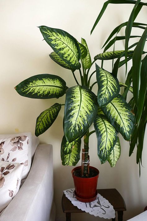 dieffenbachia Big Indoor Plants, Yucca Plant, Corn Plant, Forest Plants, Chinese Evergreen, Bathroom Plants, Fast Growing Plants, House Plant Care, Tall Plants