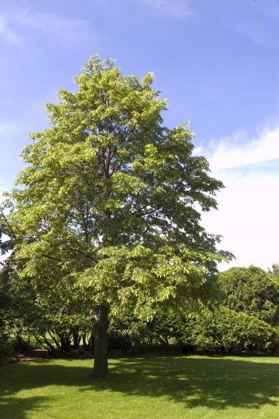 Tilia Cordata, Japanese Red Maple, Beauty Salon Posters, Linden Tree, Elves And Fairies, Fast Growing Trees, Spring Awakening, Weeping Willow, Till Lindemann