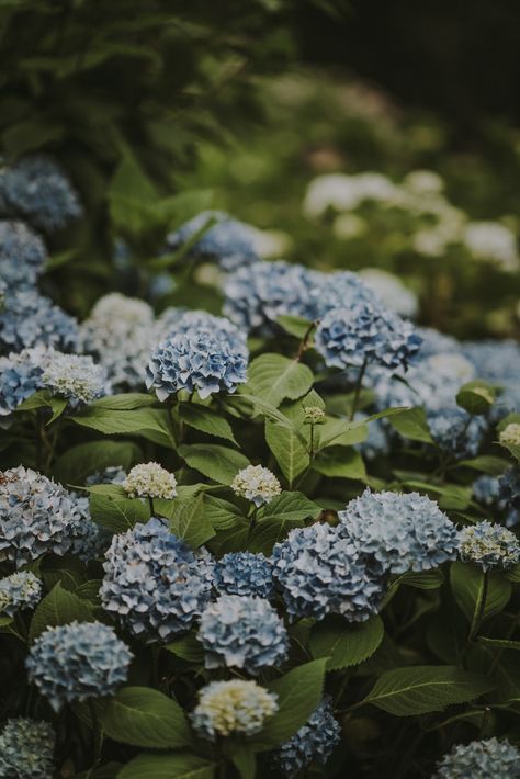 Blue hydrangea. Download this photo by Annie Spratt on Unsplash Blue Hydrangea Aesthetic, Hydrangea Aesthetic, Hydrangea Picture, Hydrangeas Flowers, Blue Hydrangea Flowers, Hydrangea Colors, Blue Hydrangeas, Flowers Photo, Flower Leaf