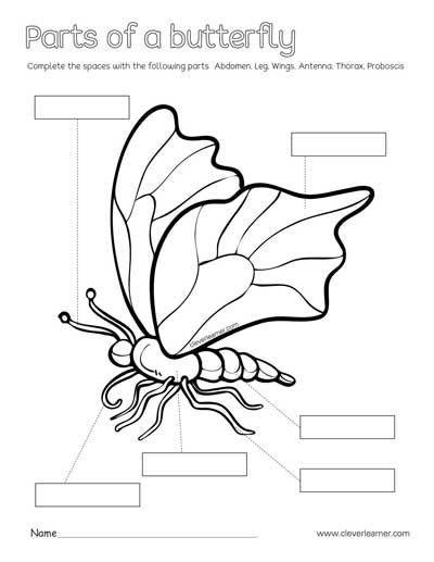 parts of a butterfly coloring sheets Parts Of A Butterfly Worksheet, Parts Of Butterfly, Butterfly Body Parts, Parts Of A Butterfly, Butterfly Preschool, Labeling Kindergarten, Butterfly Lessons, Butterfly Science, Butterflies Activities