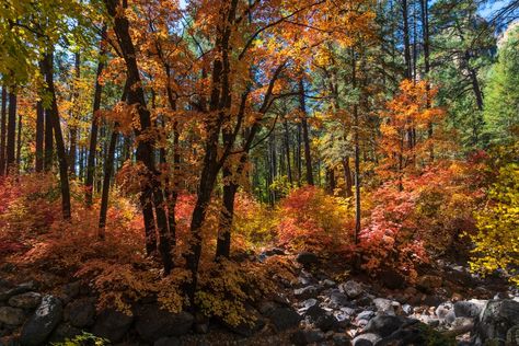 The West Fork Oak Creek Trail is a must-do for those looking to escape the Arizona heat! This peaceful and relaxing hike along a meandering creek is often listed as one of the best in all of Sedona. Oak Creek Canyon Sedona, Rock Pathway, Slide Rock State Park, Oak Creek Canyon, Slide Rock, Horse Trail, Fall Beauty, Beautiful Hikes, Fall Hiking