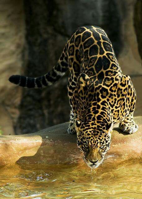 Jaguar Leopard, Jaguar Animal, Image Chat, Majestic Animals, Cheetahs, Wildlife Animals, Animal Wallpaper, Animal Planet, Animal Photo