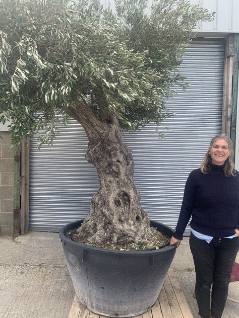 Container Trees, Arbequina Olive Tree, Oil Barrel, Small Container, Backyard Diy, Living Art, Olive Trees, Small Containers, Olive Tree