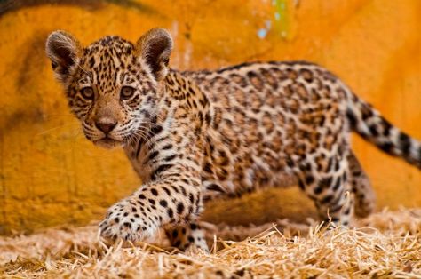 Jaguar Baby Jaguar, Jaguar Animal, Cheetah Cubs, Leopard Cub, Baby Leopard, Cheetahs, Leopards, Animal Wallpaper, Animal Planet