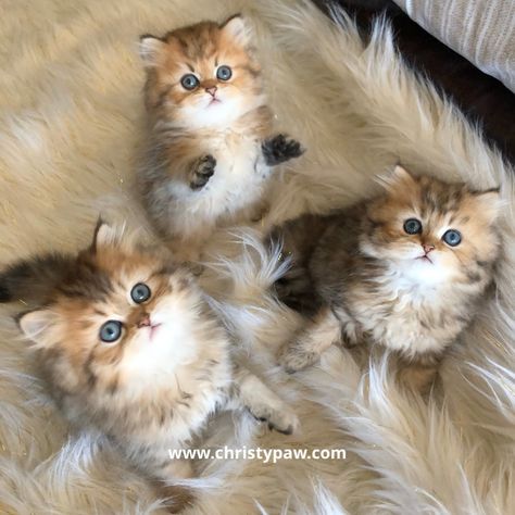 Persian Cat Kitten, Teacup Persian Cats, Teacup Kitten, Persian Kitty, Persian Kittens For Sale, Calico Kitten, Kittens For Sale, Persian Kittens, Fluffy Kittens