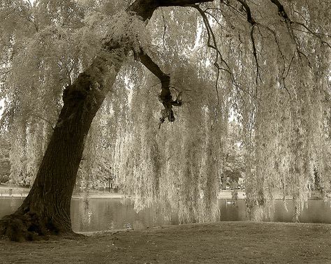 Only the most beautiful tree! The Weeping Willow! Willow Trees Garden, Willow Tree Art, Manchester Cathedral, Weeping Willow Tree, Weeping Willow, Trendy Tree, Tree Photography, Tree Illustration, Willow Tree