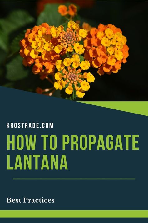 Learning how to propagate lantana and grow them successfully in your garden or hobby greenhouse isn’t as difficult as you thought it would be How To Propagate Lantana, Lantana Propagation, Propagating Lantana, Propagate Lantana, Lantana Plant, Hobby Greenhouse, Deer Resistant Plants, Garden Yard Ideas, Propagating Plants