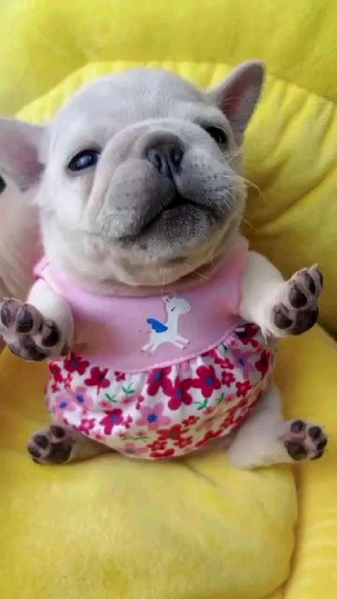 Cute Bulldog Puppies, Bulldog French, French Bulldog Funny, Very Cute Puppies, Bulldog Funny, Cute Bulldogs, Tag Friends, Cute Animals Puppies, Very Cute Dogs