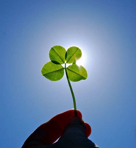 Everyday we wear green, but we are REALLY repping our favorite color today for St. Patrick's Day!  Here are a few fun fact about the infamous four leaf clovers:  🍀 There are roughly 10,000 three-leaf clovers for every "lucky" four-leaf clover 🍀 The fourth leaf can be smaller or a different shade of green than the other three leaves 🍀 The lucky clovers are a four-leafed variety of white clover, also known as Trifolium repens 🍀 Four-leaf clovers were considered Celtic charms and were believed Random Story, Lucky Four Leaf Clover, White Clover, Just My Luck, Three Leaf Clover, 4 Leaf Clover, Different Shades Of Green, 4 Leaves, Lucky Clover