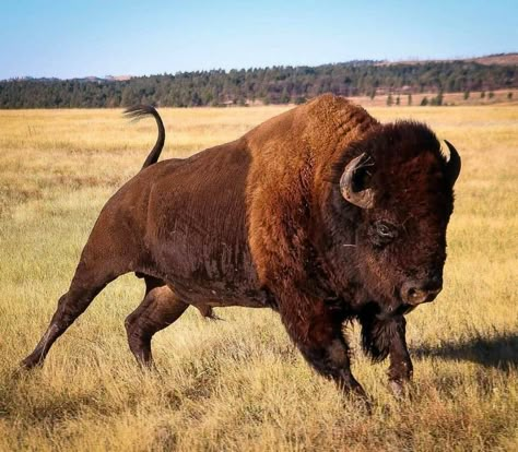 Buffalo Pictures, Bison Photo, Buffalo Animal, Bison Art, Buffalo Art, American Buffalo, Buffalo Bison, Native American Artwork, American Bison