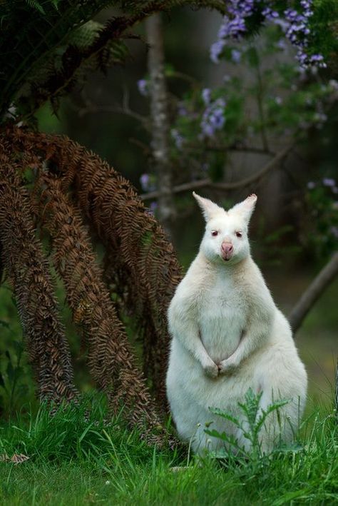 Albino Kangaroo Rare Albino Animals, Albino Animals, Rare Animals, Australian Animals, Cute Creatures, Animal Tattoos, Animals Of The World, Animal Planet, Exotic Pets