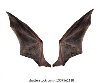 Bat Wings Isolated On White Stock Photo (Edit Now) 1339561118 Bat Wings Reference, Bats Wings, Acotar Stickers, Weirdcore Oc, Wing Ideas, Wing Anatomy, Dragon Reference, Star Drawing, Dragon Character