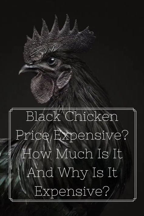 Cemani Chicken, Ayam Cemani Chicken, Ayam Cemani, Black Chicken, Chicken Breeds Chart, Polish Chicken, Alternative Aesthetic, Black Chickens, Coop Design