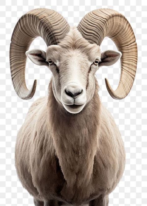 Goat Head Illustration, Goat Images, Goat Face, Goat Png, Creepy Circus, Sheep Face, Zbrush Models, Face Proportions, Big Horn Sheep