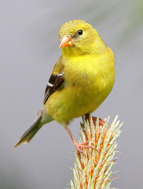 Female Goldfinch, Gold Finch, American Goldfinch, Bird Photos, Goldfinch, Exotic Birds, Tropical Birds, Pretty Birds, Bird Photo