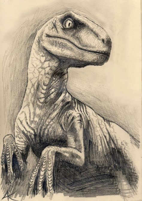 Velociraptor Drawing, Dinosaur Pencil, Dinosaur Sketch, Friend Drawings, Pencil Drawing Images, Dinosaur Images, 2d Drawing, Dinosaur Drawing, Dinosaur Pictures