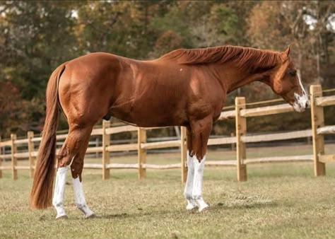 Thoroughbred Horse Chestnut, Chestnut Paint Horse, English Thoroughbred, Chestnut Thoroughbred, Chestnut Horses, Thoroughbred Stallion, Aqha Stallion, Forest Meadow, Thoroughbred Racehorse