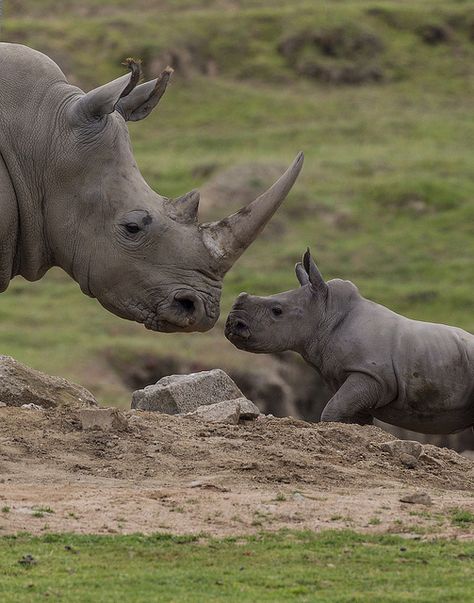 Rhino calf Kayode locks eyes with Kiazi. Regard Animal, Save The Rhino, Baby Rhino, Safari Park, Rhinos, Endangered Animals, African Wildlife, Amazing Animals, African Animals