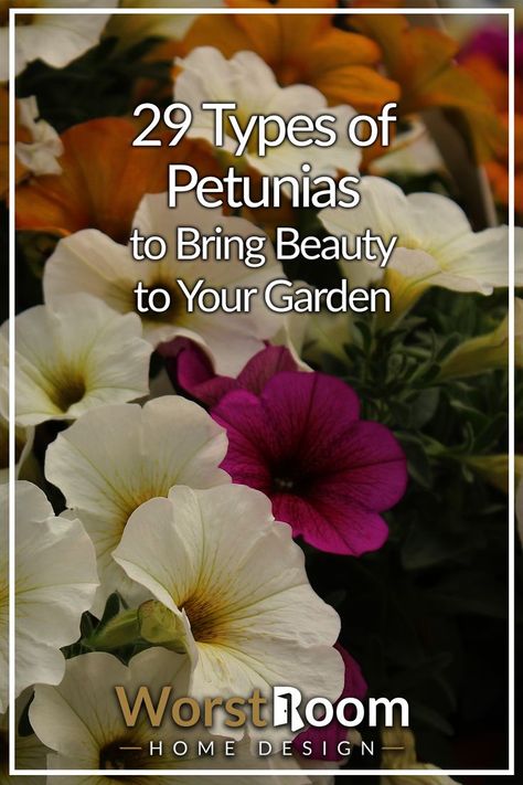 Types of Petunias Petunias Flower Bed Front Yards, Petunia Planter, Plant Recipes, Petunia Flower, Favorite Tattoos, Container Garden Design, Flowers Gardening, Balcony Plants, Flowering Plants