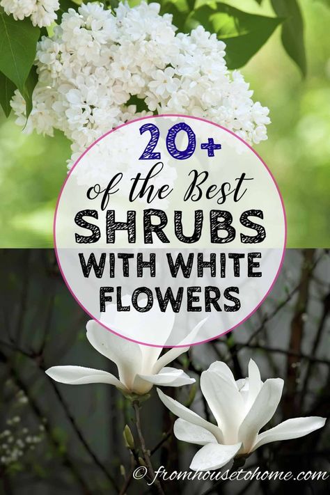 These shrubs with white flowers will be perfect for a white garden. Whether your yard is in sun or shade, or you're looking for landscaping ideas for front yards or backyards, there are some beautiful bushes on this list that will work with your garden landscape. #fromhousetohome #plants #bushes #shrubs #whiteflowergarden #gardeningideas Shrubs With White Flowers, Perennial Bushes, Growing Gardenias, White Flowering Shrubs, White Flowers Garden, Dogwood Blooms, Bushes And Shrubs, Flowering Bushes, Full Sun Perennials