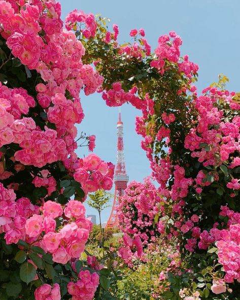 Shiba Park is a prime place to view Tokyo Tower. In May, when the roses in the park bloom, it is the perfect spot for photos. Have you been there? Did you snap photos of the roses and the tower? 🗼🌹 📸 CREDIT: @courtneyscheff ~ ~ #VisitJapan #Tokyo #Rose Tag 📸 photos #VisitJapanUS to give [...] The post Visit Japan: Shiba Park is a prime place to view Tokyo Tower. In May, when the roses in the p… appeared first on Alo Japan. Tokyo Rose, Snap Photos, Tokyo Tower, Visit Japan, Tag Photo, The Tower, Japan Travel, The Park, Tokyo