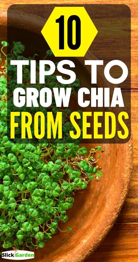 Chia Plant Diy, How To Sprout Chia Seeds, How To Plant Chia Seeds, Grow Chia Seeds Indoors, How To Grow Chia Seeds At Home, Planting Chia Seeds, How To Grow Chia Seeds, Chia Plant Growing, Chia Seed Growing