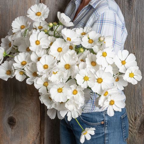 White Cosmos, White Cosmo, Cut Flower Garden, No Rain, Fresh Cut Flowers, Flower Display, Gardening Supplies, Flower Farm, All Flowers